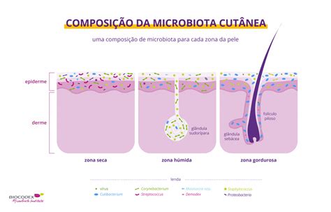 A Microbiota Da Pele Conteúdo Para O Público Geral Instituto Da