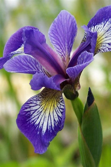 Buy Harlequin Blue Flag Iris Versicolor Free Shipping Wilson Bros