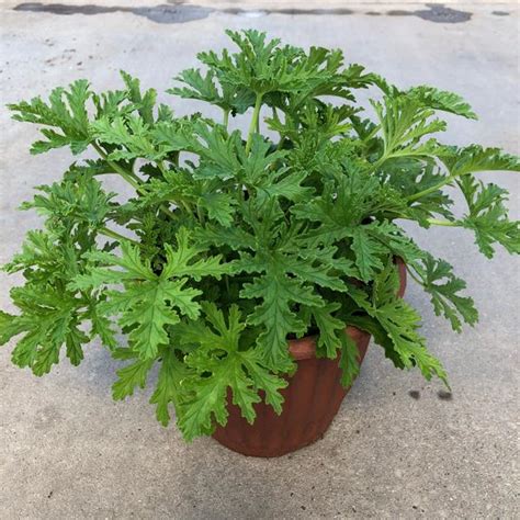 Pelargonium Citrosum Geranium Citronella Or Scented From Meadowridge