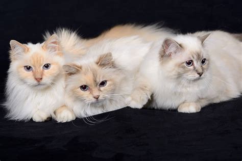 The Birman Cat Cat Breeds Encyclopedia
