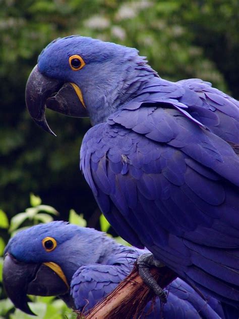 Hyacinth Macaws Arara