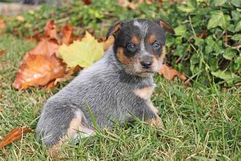 My dogs and i live on a beautiful 20 acre ranch in caliente, california. Queensland Heeler Puppy Dogs For Sale in Ventura County ...