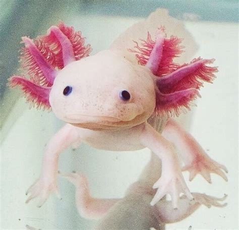 Enjoy a delightful poem by catherine johnson (april 2020). An axolotl salamander || Someone gimme!! | Axolotl ...