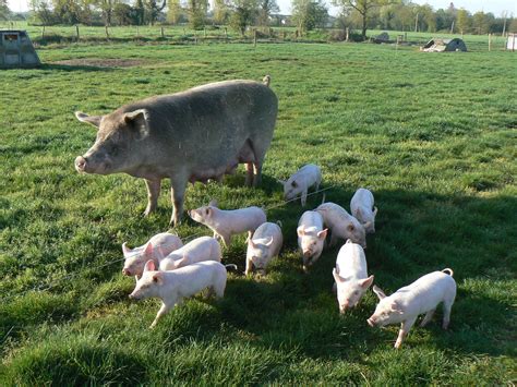 Pourquoi Peu De Cochons Sont Ils élevés En Plein Air