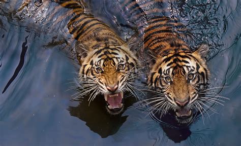 Tiger Photography 30 Tigers Photos That Will Leave You Spellbound