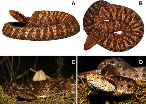 Two Species Of Venomous Pit Viper Snake Discovered In South America