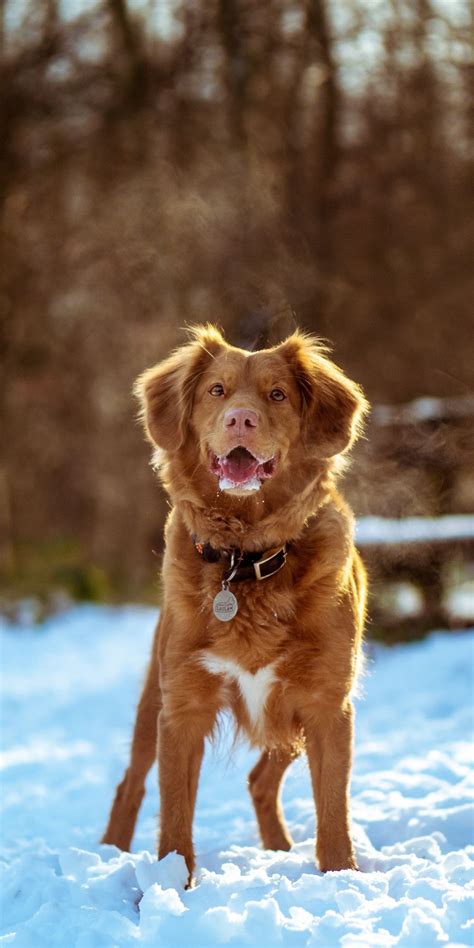 Find cats & kittens for sale, for rehoming and for adoption from reputable breeders or connect for free with eager buyers uk at freeads.co.uk, the cat & kitten classifieds. Nova Scotia Duck Tolling Retriever Chihuahua Mix