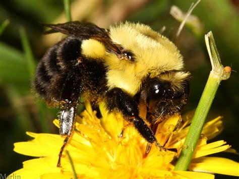 We always knew our fish was the best, but now it's official! Bumble Bee Queen - Bombus impatiens