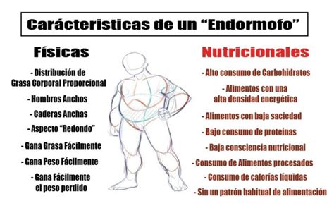 Endomorfo Caracteristicas Realidad Fitness