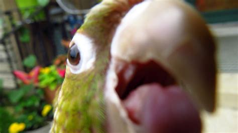 Funny Parrots Doing Funny Stuff Parrots Videos And Vines