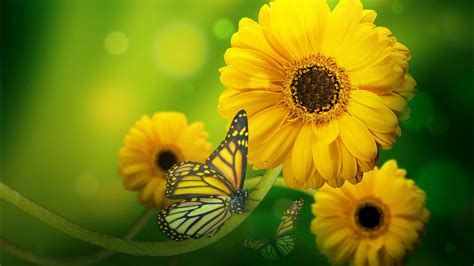 Butterfly On Yellow Flowers Hd Wallpaper Download For