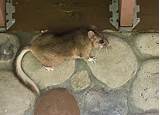 Bushy Tailed Rodent Photos