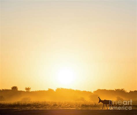 Africa Sunset Impala Photograph By Thp Creative