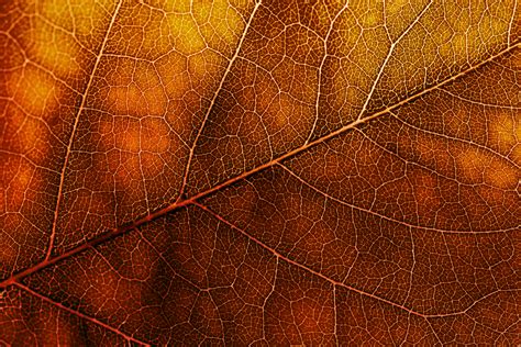 Autumn Leaf Texture Background Image
