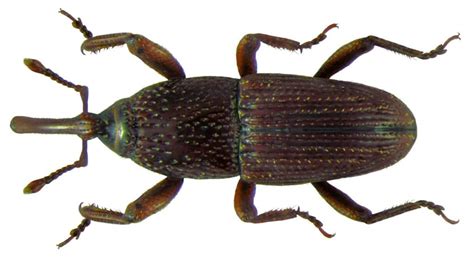 What Do Weevils Look Like A Closer Look At The Pests In Your Pantry