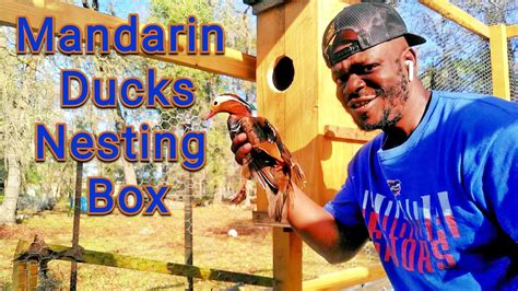 Mandarin Duck Nesting Box Youtube