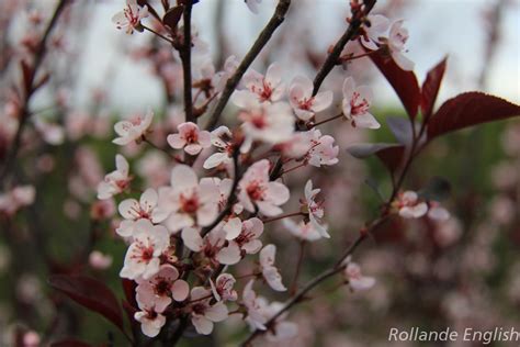 Blogue Photos Rollande English Cerisier Pourpre Des Sables