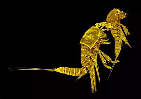 Iod German Terue Kihara Took This Elegant Photo Of A Golden Copepod