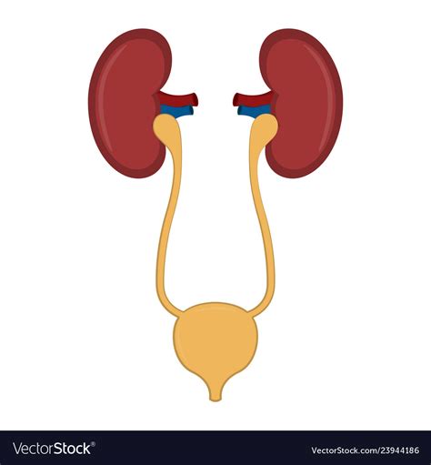 Isolated Human Urinary System Royalty Free Vector Image