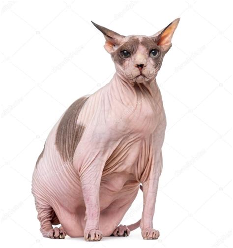 Fat And Pregnant Sphynx Isolated On White Stock Photo By ©lifeonwhite
