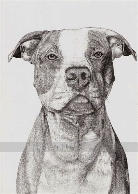 American Pitbull Terrier By IviiK On DeviantArt Pitbull Drawing