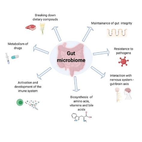 The Role Of The Gut Microbiome Download Scientific Diagram