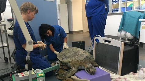 Injured Sea Turtle Too Sick To Be Saved