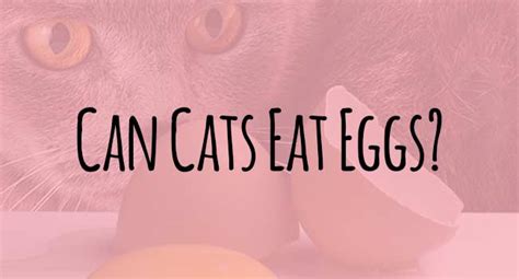 This goes away as the egg production inside the chicken. Can Cats Eat Eggs?