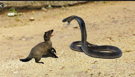 Mongoose Fighting A Snake