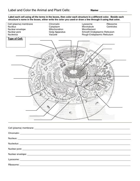 Animal Cell Blank Animal Cell Coloring Packet Animal Cell Coloring