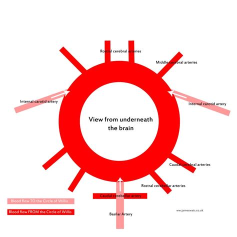 Blood supply of heart dr.gayatri assistant professor dept of anatomy arterial supply of heart  heart is supplied by coronary arteries  anatomically coronary arteries are not end arteries, but functionally they behave like end arteries. Arterial Blood Supply to the Brain - VetSci