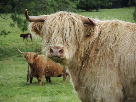 Scottish Highland Cattle High Quality Stock Photos ~ Creative Market
