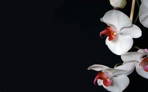 Black Orchid Wallpapers Top Free Black Orchid Backgrounds Wallpaperaccess