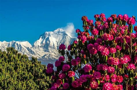 Laliguras National Flower Of Nepal 😍 Photo Uzol Rai Beautiful