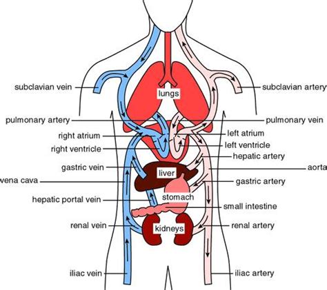Simple Circulatory System Diagram Printable