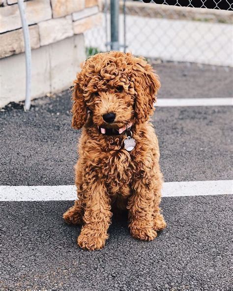 Miniature Goldendoodle Full Grown Miniature Goldendoodle Red