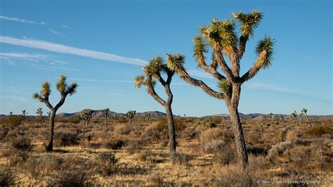 20 Best Things To Do In Joshua Tree 2023 The Whole World Is A