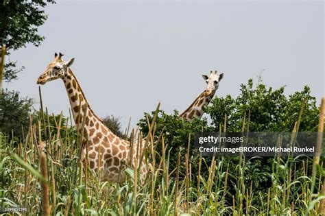 West African Giraffes In High Grass Koure Giraffe Reserve Niger High