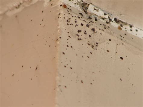 Fecal Spotting And Bed Bugs On Wall Bed Bugs
