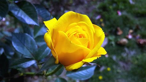 Imagen Gratis Rosas Amarillas Pétalos Rosas Floración Planta Jardín