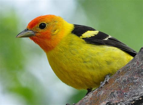 Birds Of Madison County Western Tanagers Attack Oranges