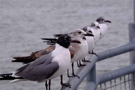 Laughing Gull Birding