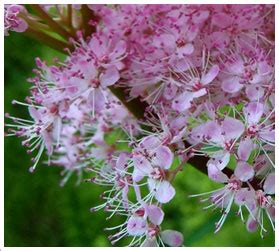 ► gallery pages about flowering plants‎ (24 p). Alphabetical List of Flowers