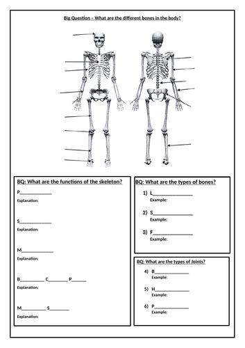 Skeletal System Worksheet Fifth Grade