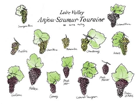 Middle Loire Valley Wine Grape Varieties By Wine Folly Wine Folly