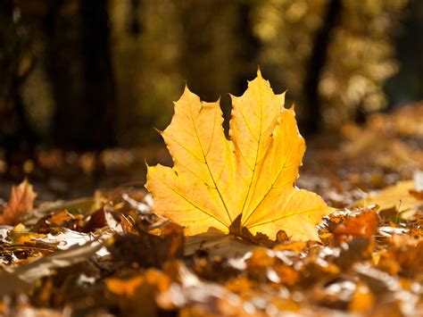 Yellowed Autumn Leaves Hd Wide Wallpaper For Widescreen