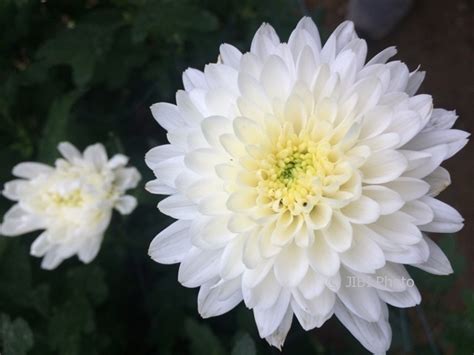 Paling Populer 22 Gambar Bunga Seruni Putih Gambar Bunga Indah