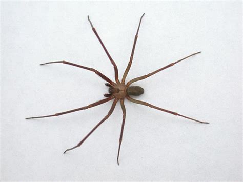 Baby Brown Recluse Spider Size The Martha S Vineyard Times