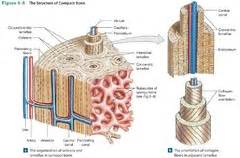 A diagram of the anatomy of a bone, showing the compact bone. A&P I - Exam 1 Part II flashcards | Quizlet