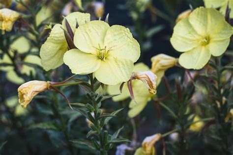 Premium Photo Evening Primrose Oenothera Biennis Yellow Flowers In